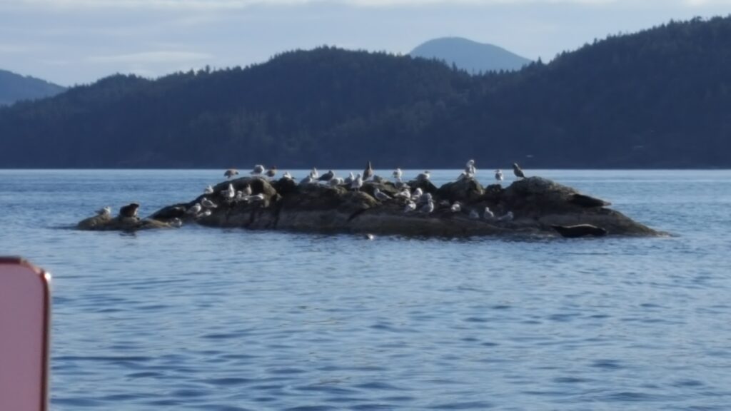 Harbour Seals on Safari Tour